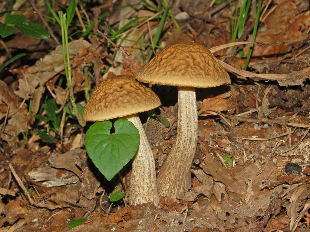 Due bei funghi da determinare